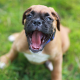 Entry image for Jaunty