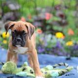 Entry image for Jaunty