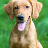 Entry image for Wyatt