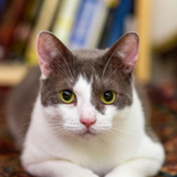 Entry image for Mittens