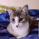 Entry image for Pumpkin 