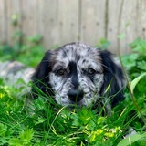 Entry image for Nova