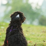 Entry image for Cholula