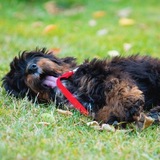 Entry image for Cholula