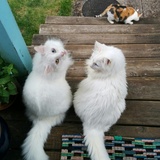 Entry image for Zoe, Studley, and Mitzi (ignoring them)