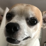 Entry image for Buddy