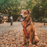 Entry image for Chowder