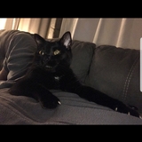 Entry image for Dexter