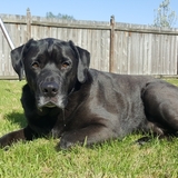 Entry image for Buddy Pedersen