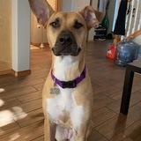 Entry image for Izzy