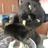 Entry image for Hippo