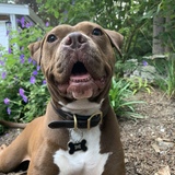 Entry image for Kona