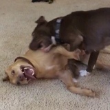 Entry image for Maui