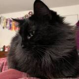 Entry image for Princess Lollipop