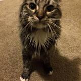 Entry image for Beans