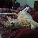 Entry image for Sammy