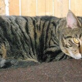 Entry image for Louie