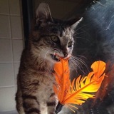 Entry image for Lindy