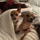 Entry image for Murphy and Manny