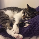 Entry image for Lila