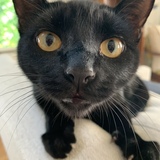 Entry image for Bathilda Bagshot (AKA Battie) 