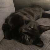 Entry image for Ellie