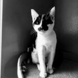 Entry image for Luna