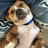 Entry image for Brownie