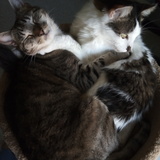 Entry image for Charlie and Dave