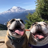 Entry image for Zena & Zoey