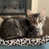 Entry image for Winston