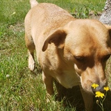 Entry image for Emmett