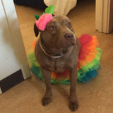 Entry image for Nala Harris 