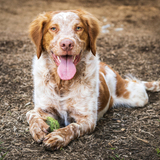 Entry image for Macbeth