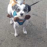 Entry image for Sheeba