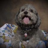 Entry image for Grayson