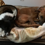 Entry image for Ella and Ginger