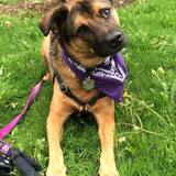 Entry image for Piper