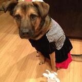 Entry image for Piper