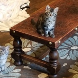 Entry image for Paisley and Jasper