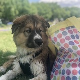 Entry image for Sarge