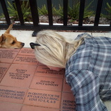 Entry image for Seattle Humane Society Brick (pet)