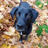 Entry image for Chip