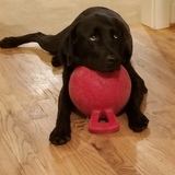 Entry image for Apollo