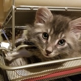 Entry image for Jasper