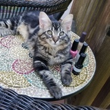 Entry image for Paisley