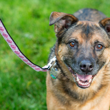 Entry image for Piper