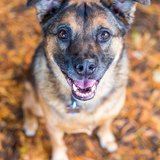 Entry image for Piper