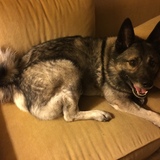 Entry image for Koda