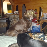 Entry image for Bear